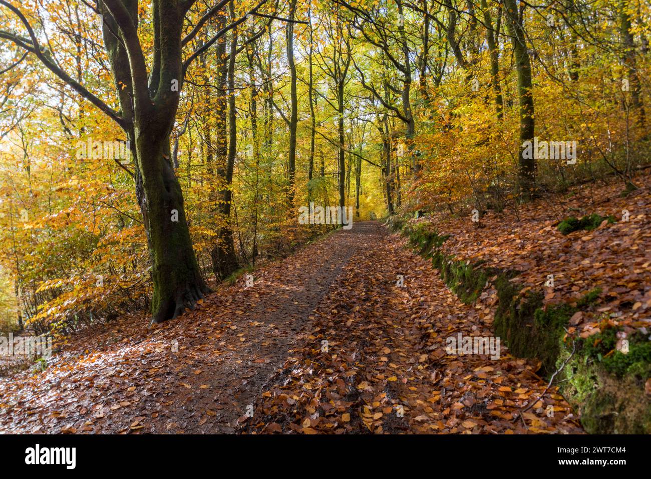 Track through Beech (Fagus sylvatica) woodland in Autumn. Powys, Wales. November. Stock Photo