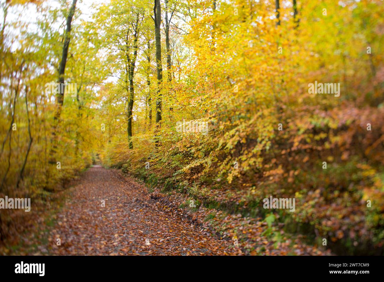 Track through Beech (Fagus sylvatica) woodland in Autumn. Powys, Wales. November. Stock Photo
