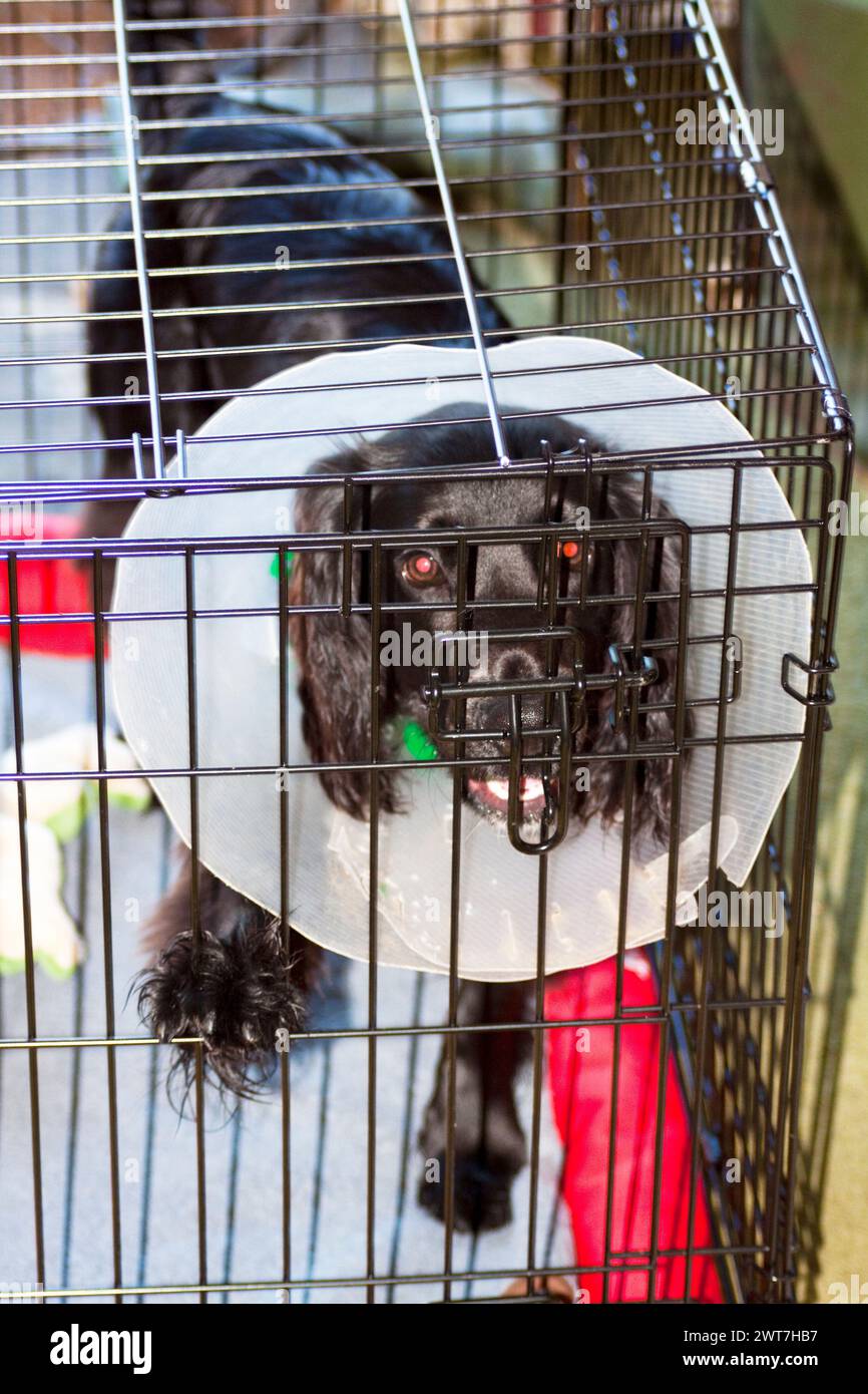 K9 operation hi-res stock photography and images - Alamy