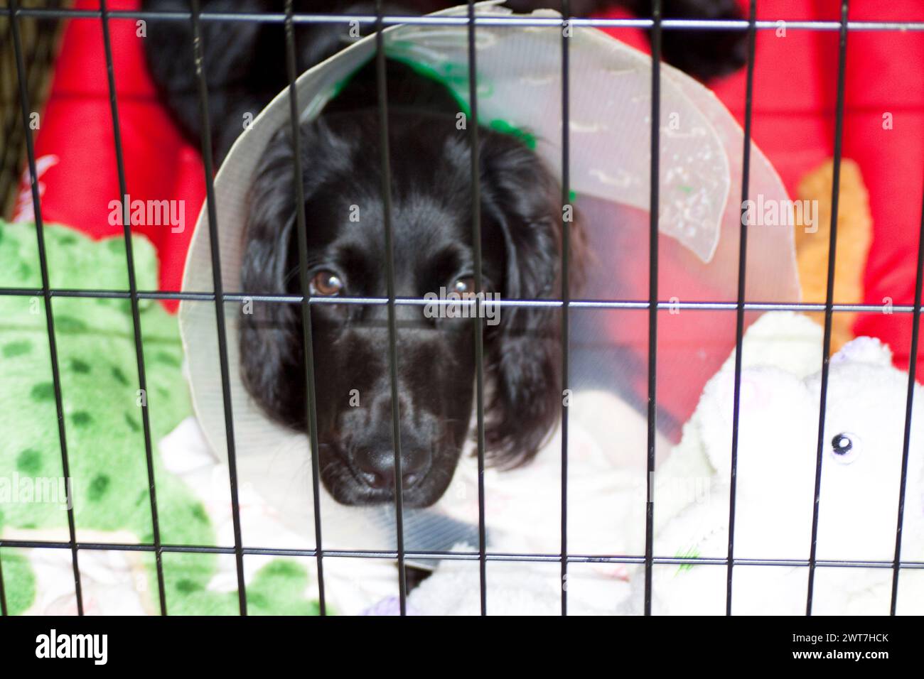 K9 operation hi-res stock photography and images - Alamy