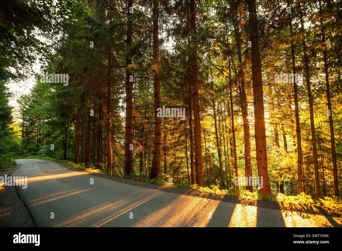 Driving through alpine forest at sunset. Pine trees cast long shadows on the ground. Backlit illuminated forest in mountain countryside. Stock Photo