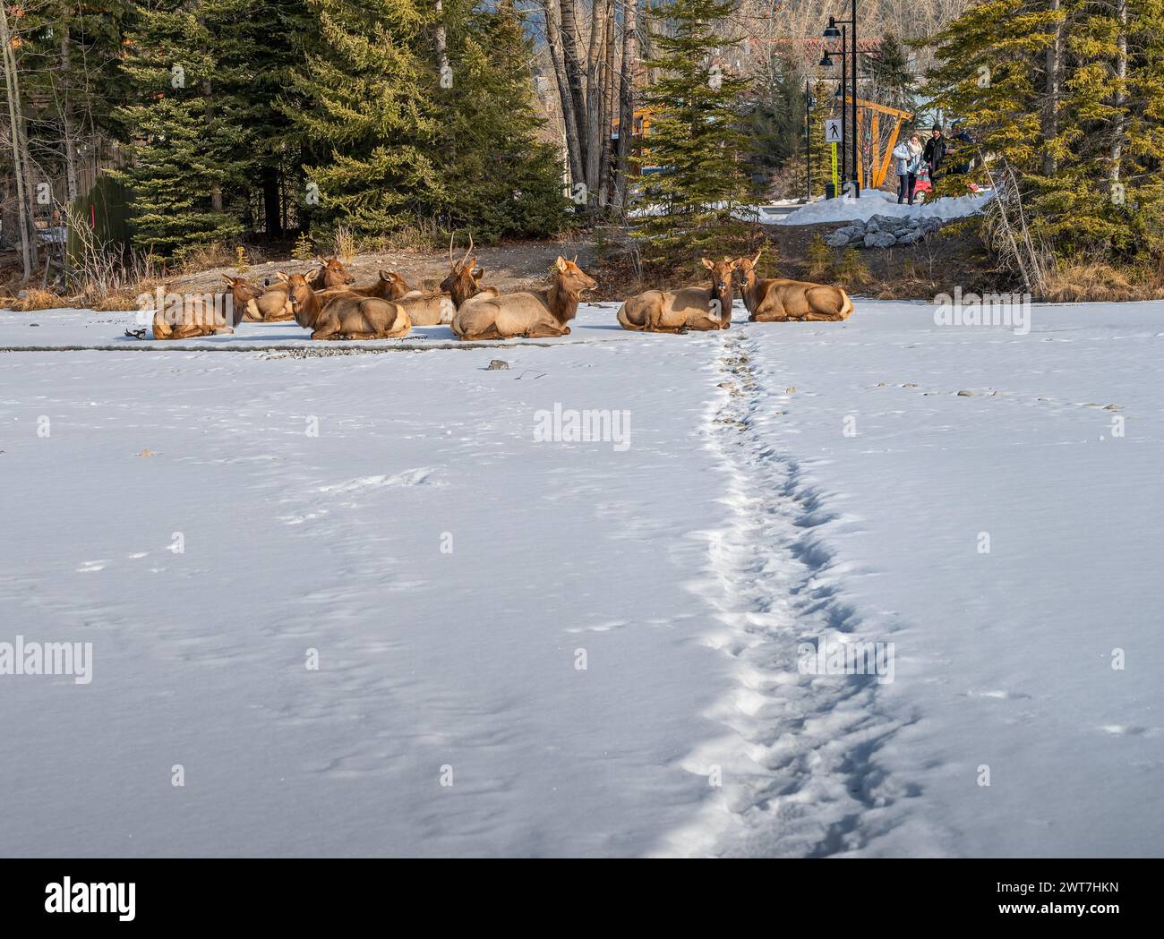 Canmore, Alberta, Canada – March 14, 2024:  People watch a bull elk with a harem resting on a frozen creek within the town Stock Photo