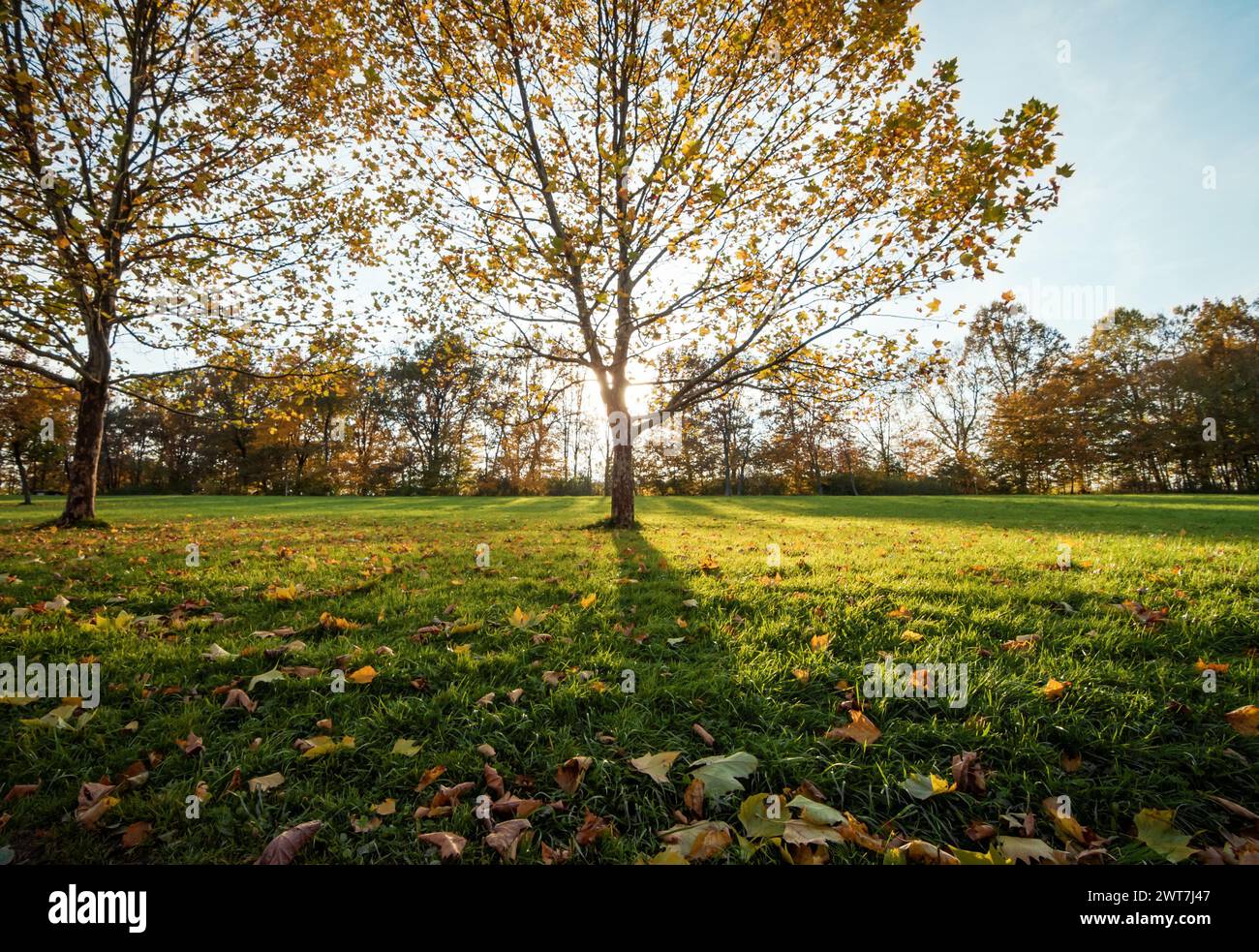 Setting sun moment in autumn park. Trees cast long shadows on the grass. Sun shines through branches of deciduous tree in hilly countryside. Stock Photo
