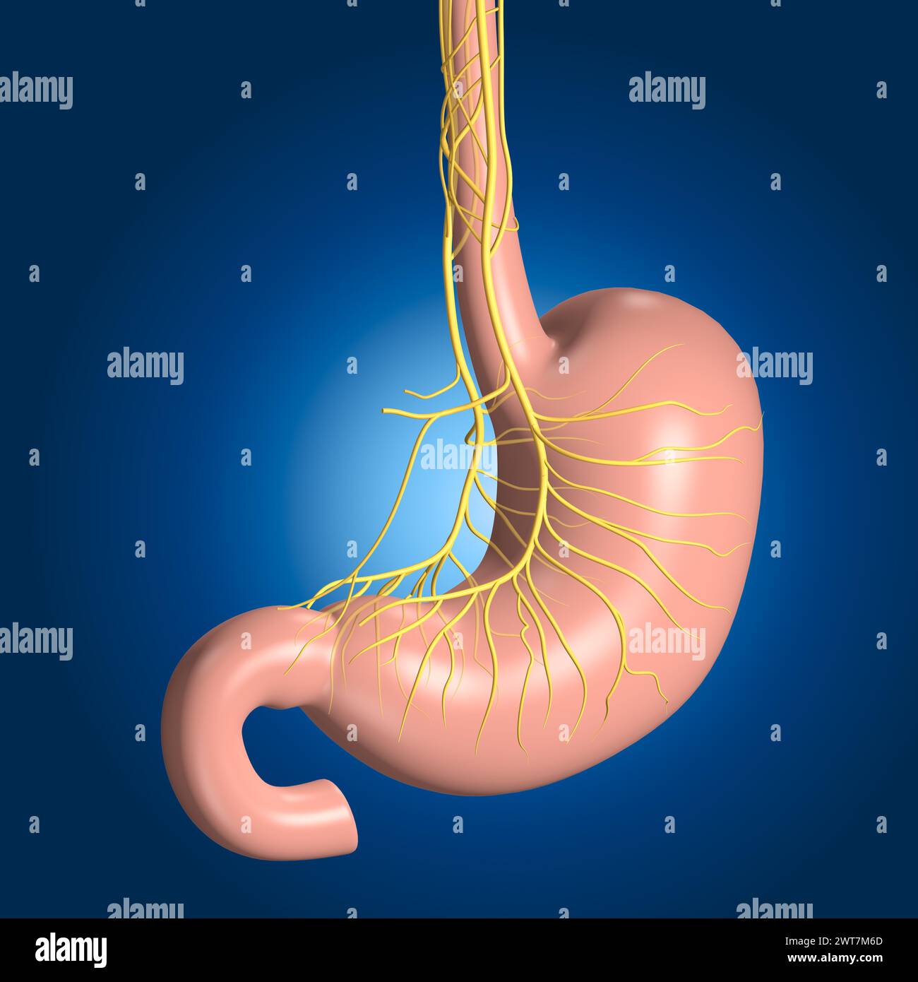 The vagus nerve innervates the stomach, regulating digestion, gastric acid secretion, and signaling fullness, influencing overall gastrointestinal fun Stock Photo