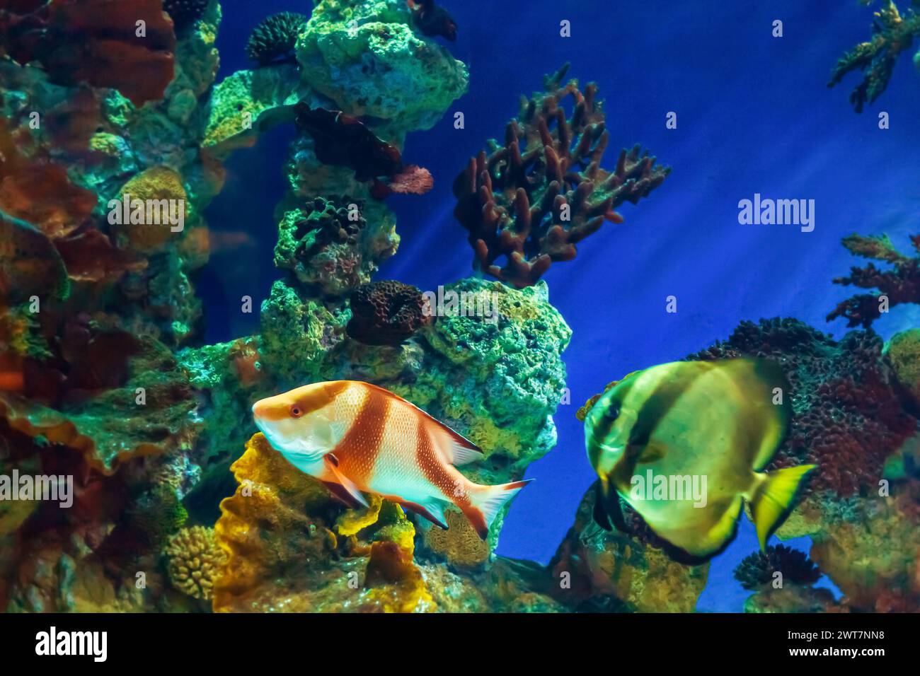 Tropical marine fish on a coral reef. Oceanarium, wildlife, colorful underwater world, aquarium. Selective focus, soft focus. Stock Photo