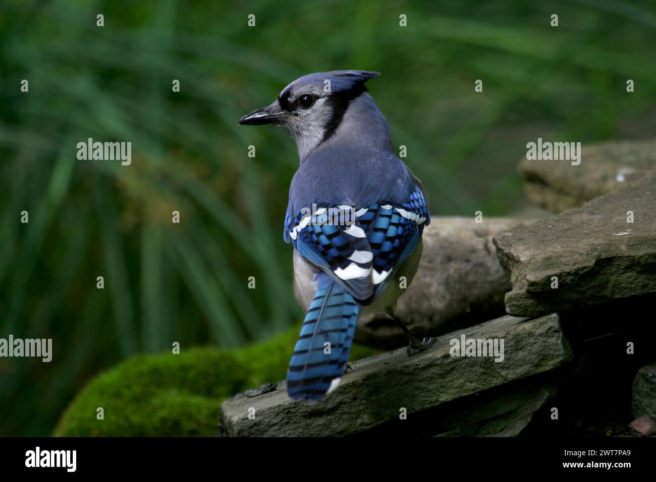 Blue Jay standing on a Piece of Rock at Eagle Creek Park in ...