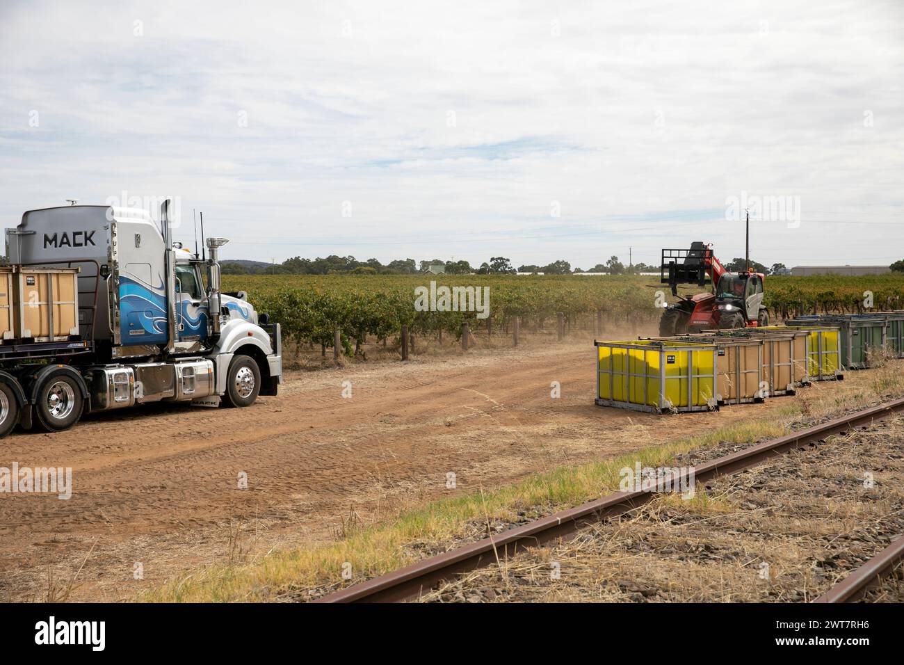 Barossa Valley grape harvest, forklift prepares to load grape bins full of grapes onto low loader truck, South Australia,2024 Stock Photo