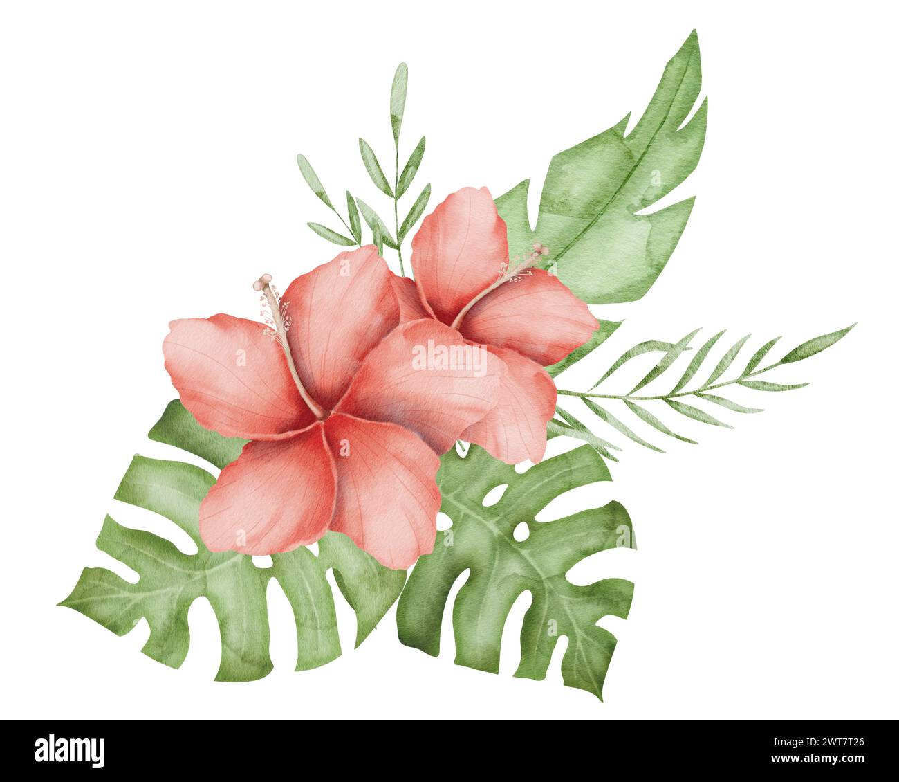 Hibiscus Flower Watercolor illustration. Hand drawn clip art on ...