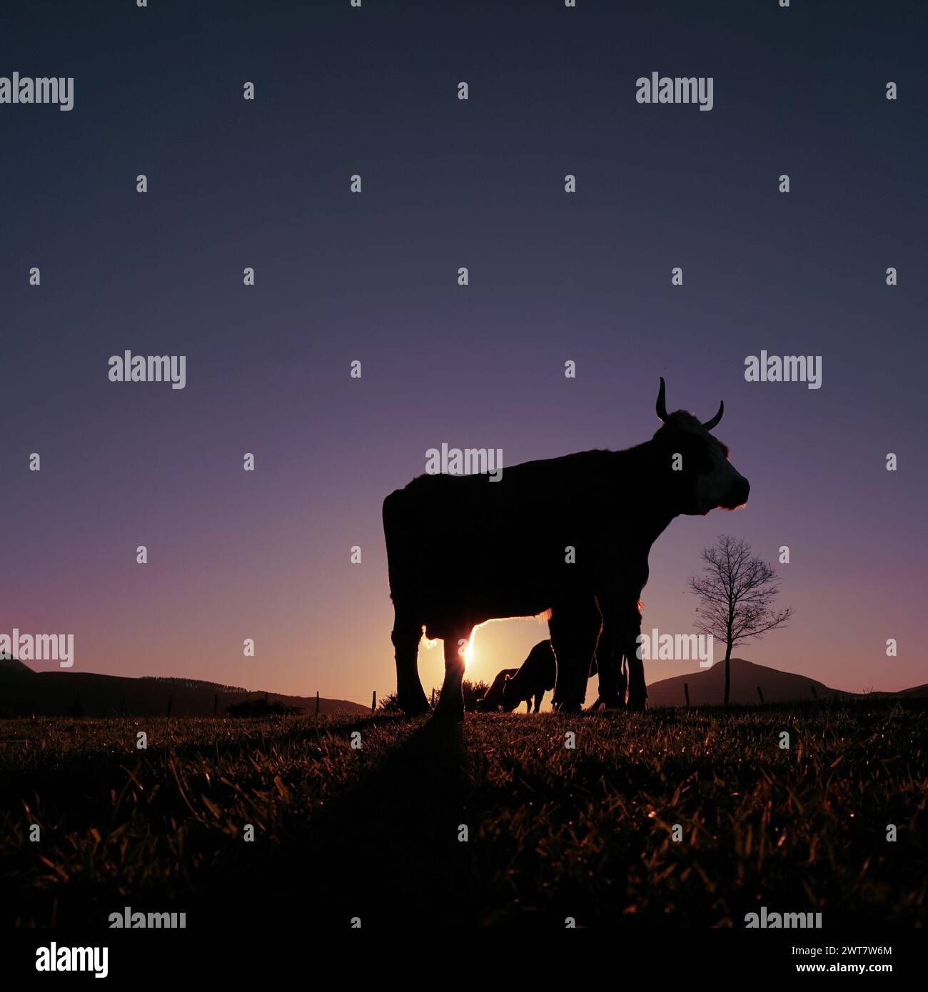 Cow silhouette in the meadow in summertime and sunset background Stock ...