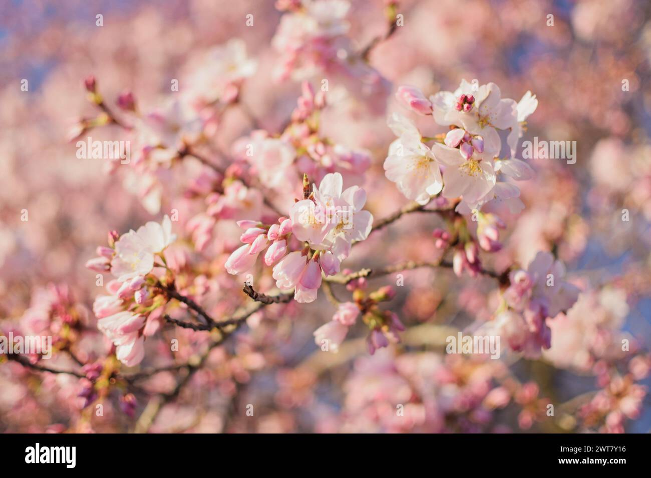 Cherry blossom tree festival hi-res stock photography and images - Alamy