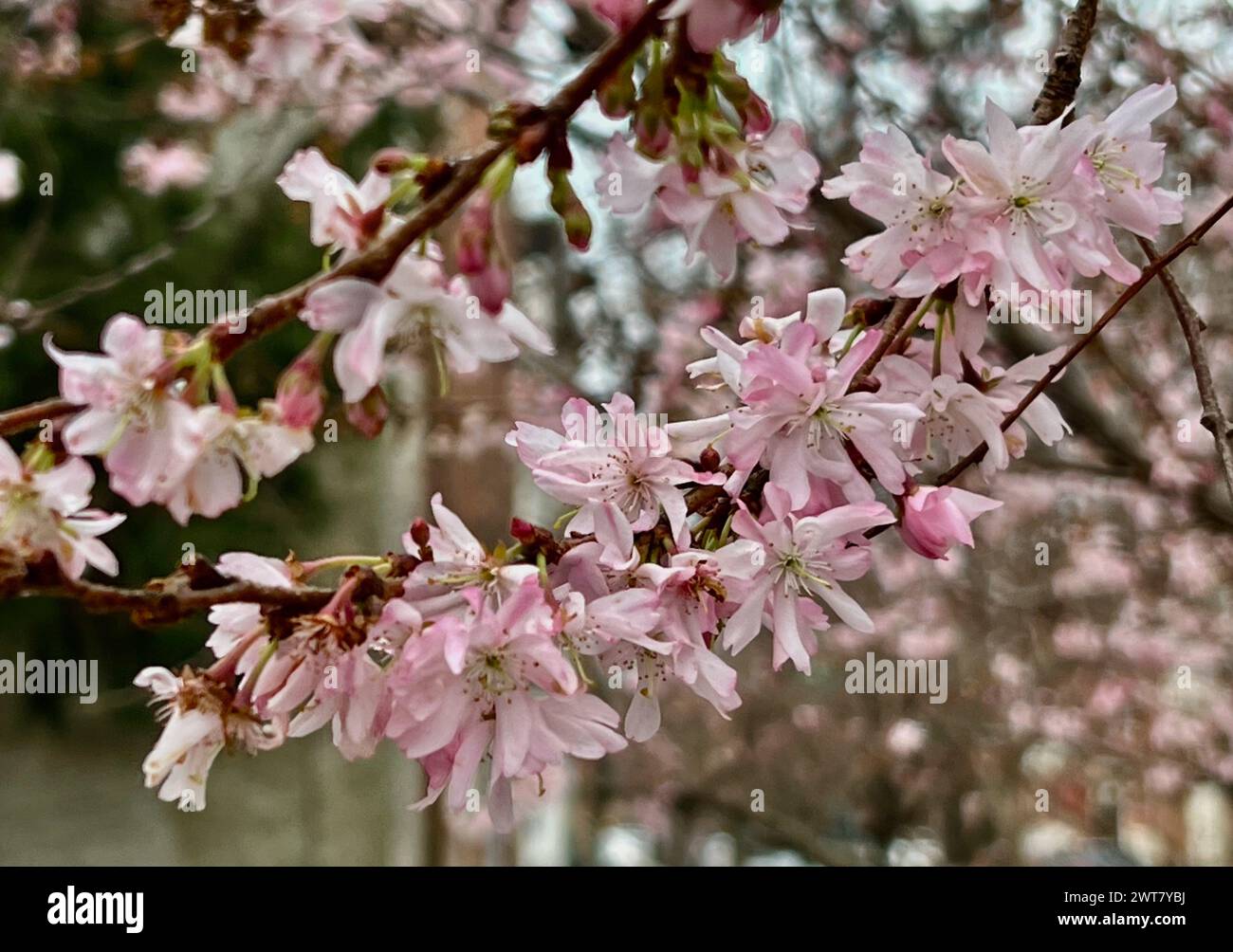 Winter cherries bloom in early spring in Philadelphia. Stock Photo