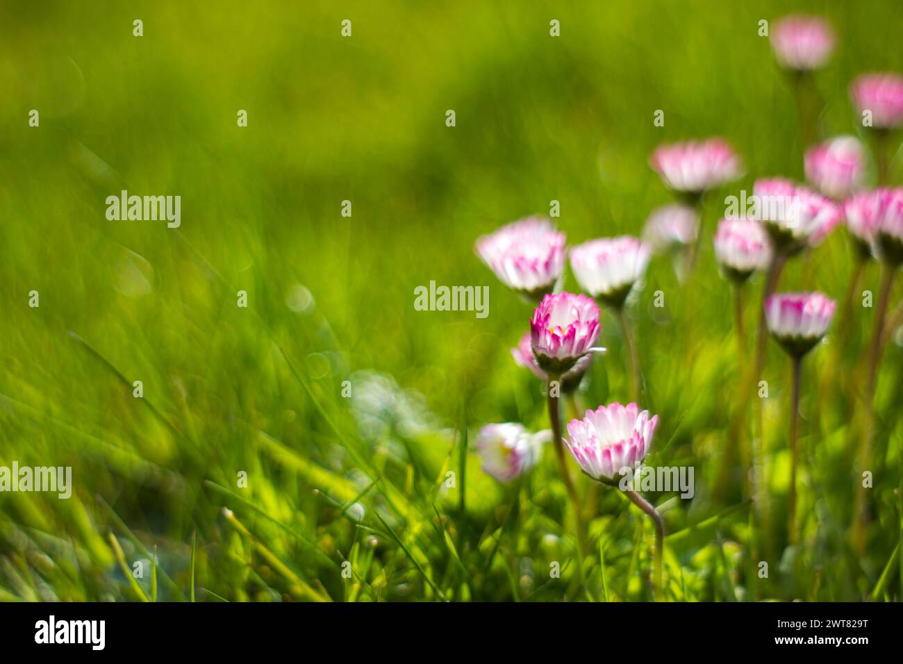 Soft focus background hi-res stock photography and images - Alamy