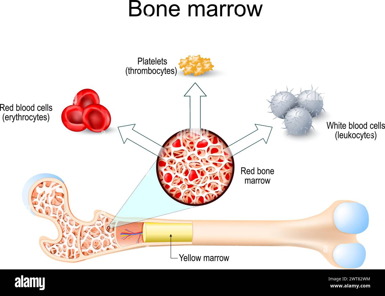 Red bone marrow and Yellow marrow. Hematopoiesis. Platelets thrombocytes, White blood cells or leukocytes, Red blood cells or erythrocytes. Vector ill Stock Vector