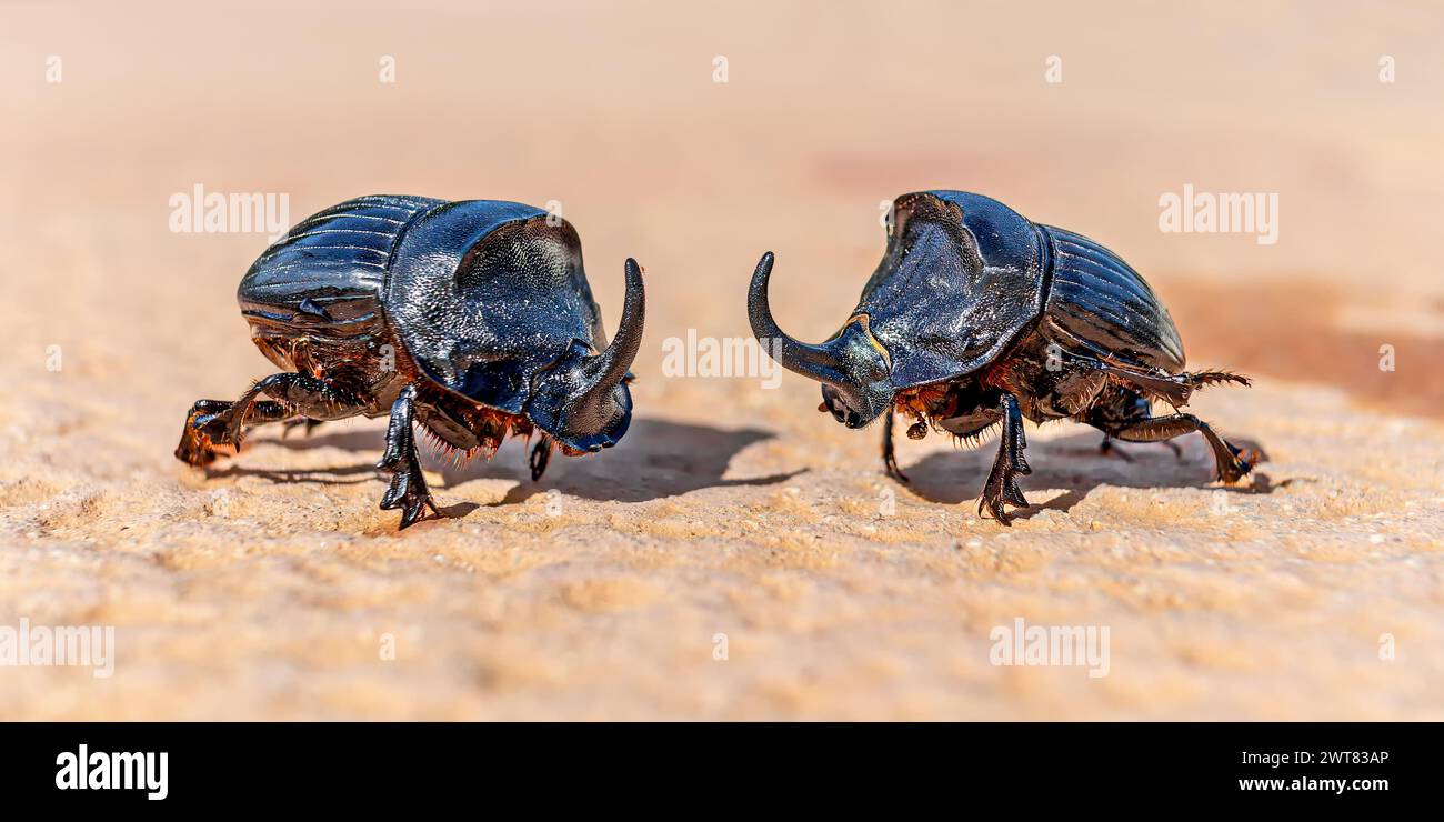 Close-up of two adult male European rhinoceros beetle (Oryctes nasicornis) - central Menorca Stock Photo