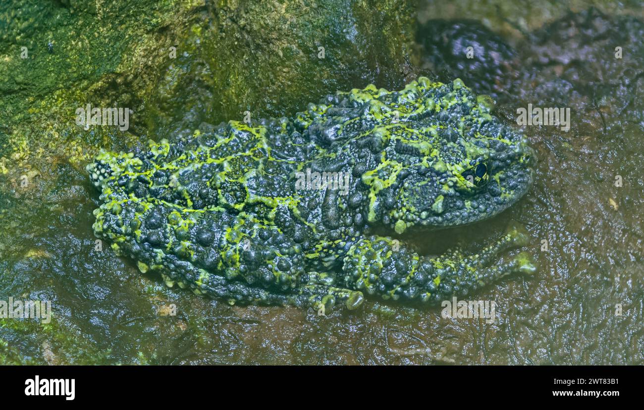 Close-up view of a Vietnamese mossy frog (Theloderma corticale) Stock Photo