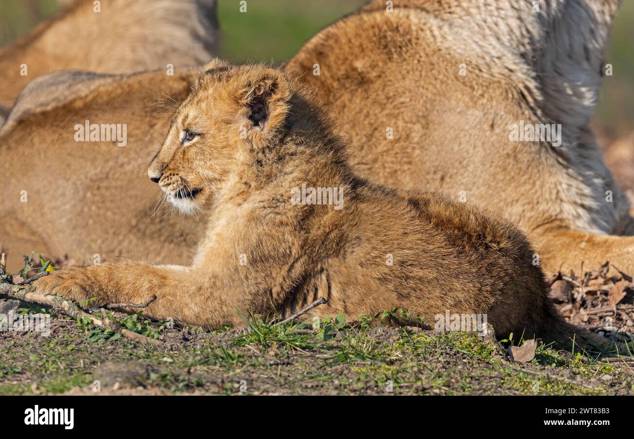 Asiatic lion cub (Panthera leo persica) rest in the sun Stock Photo