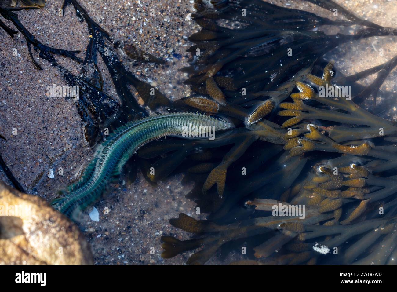 Alitta virens (sandworm) (King Ragworm) alive and moving in a rock pool near Kirkcaldy, Fife, Scotland, UK Spring receding tide 2024 Stock Photo