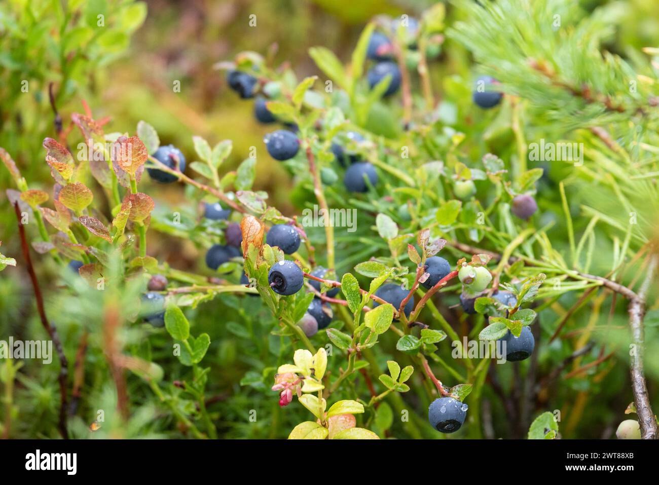 Blueberry bush with ripe berries close up Stock Photo