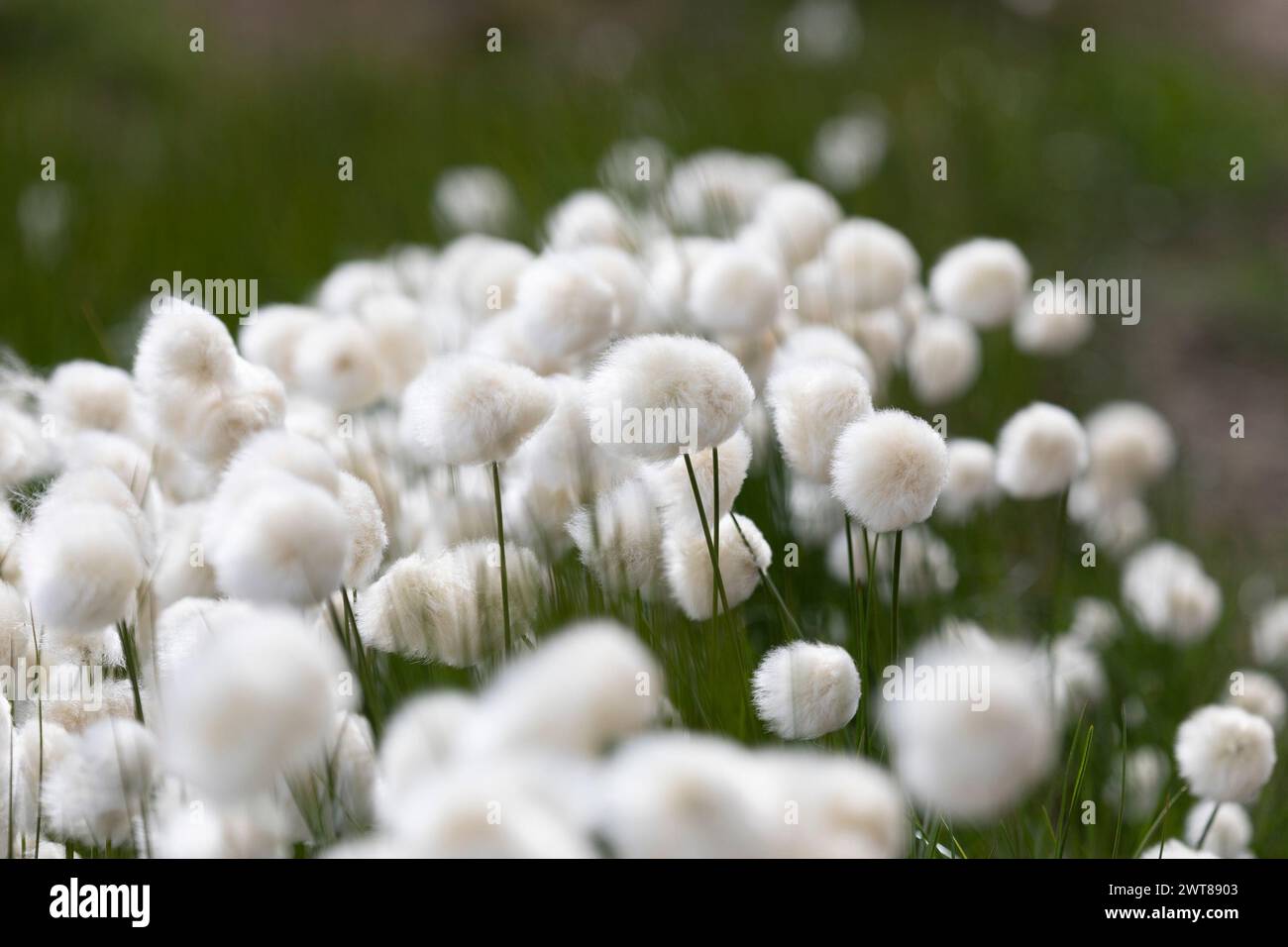 Blooming Eriophorum in the tundra close-up Stock Photo