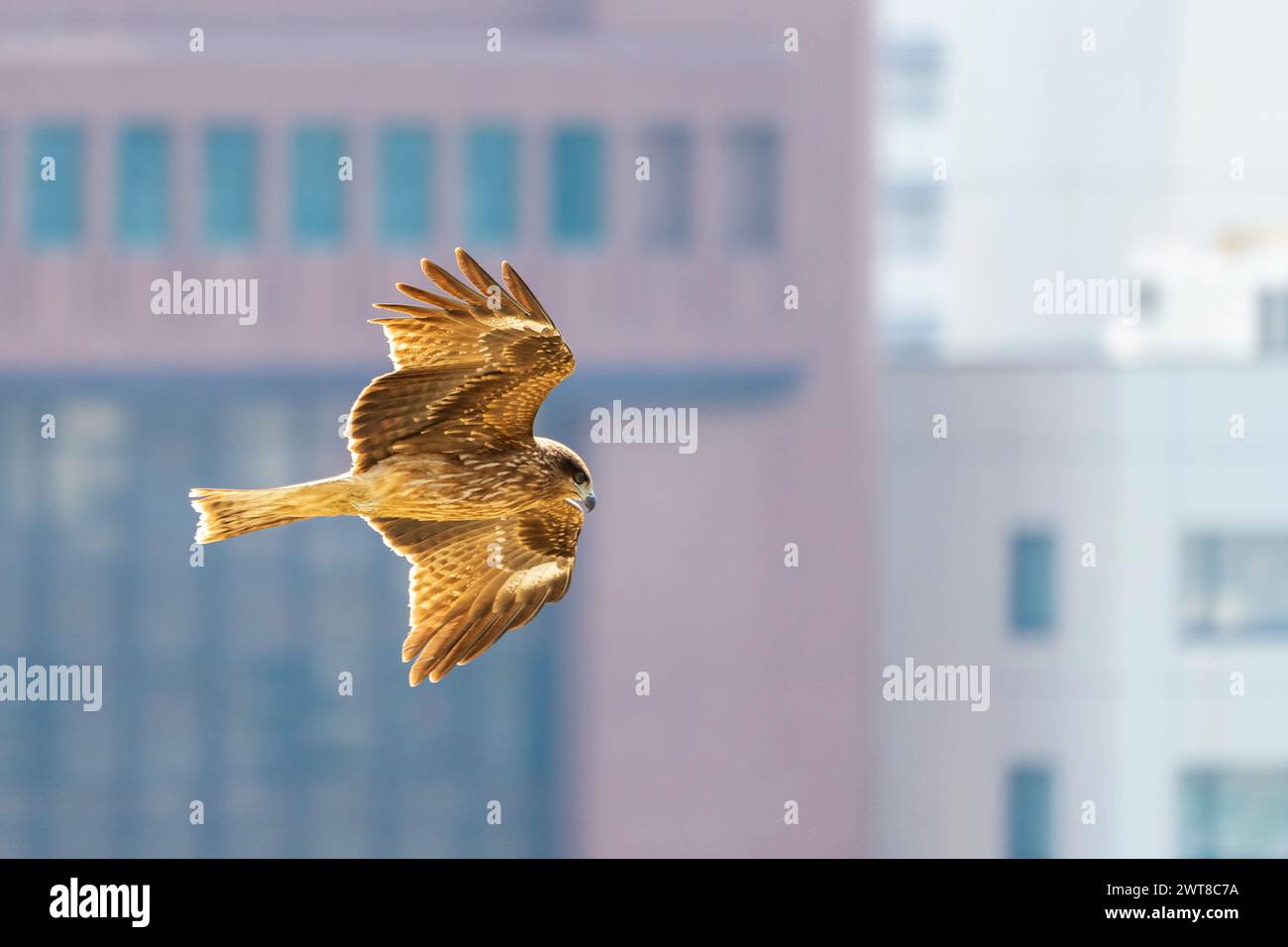 Black eared Kite, Milvus Lineatus, (sometimes called black kite), soaring past city buildings during the warm springtime at Akashi in Japan. Stock Photo