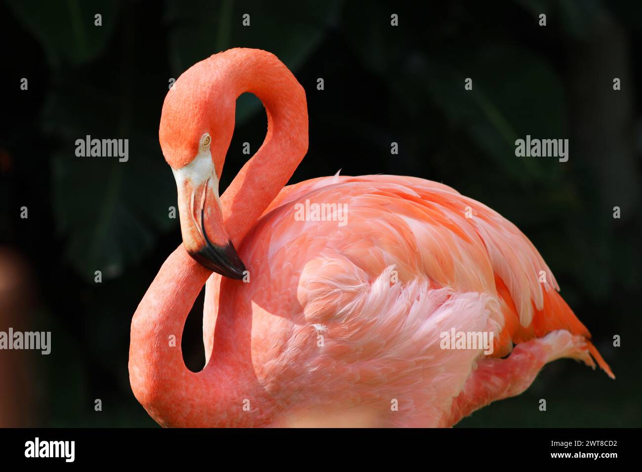 medium close-up shot of an American flamingo resting Stock Photo