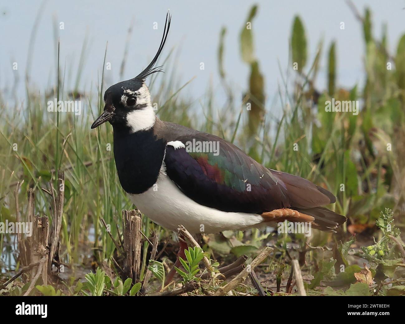 Rainham Essex, UK. 16th Mar, 2024. Northern Lapwing at RSPB Rainham ...