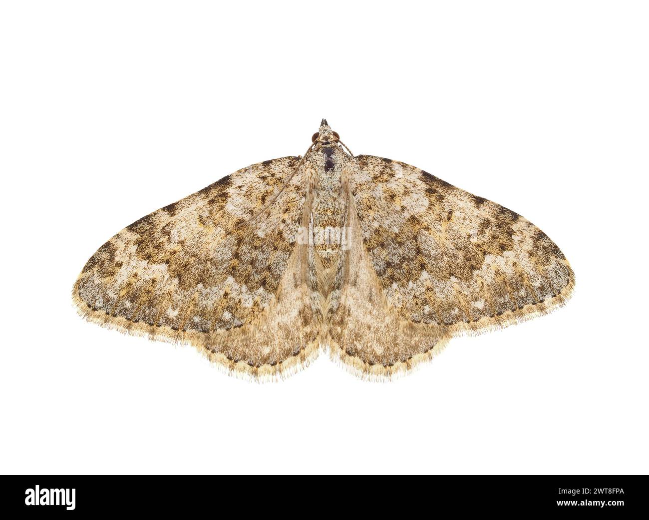 Grey mountain carpet moth isolated on white background, Entephria caesiata Stock Photo