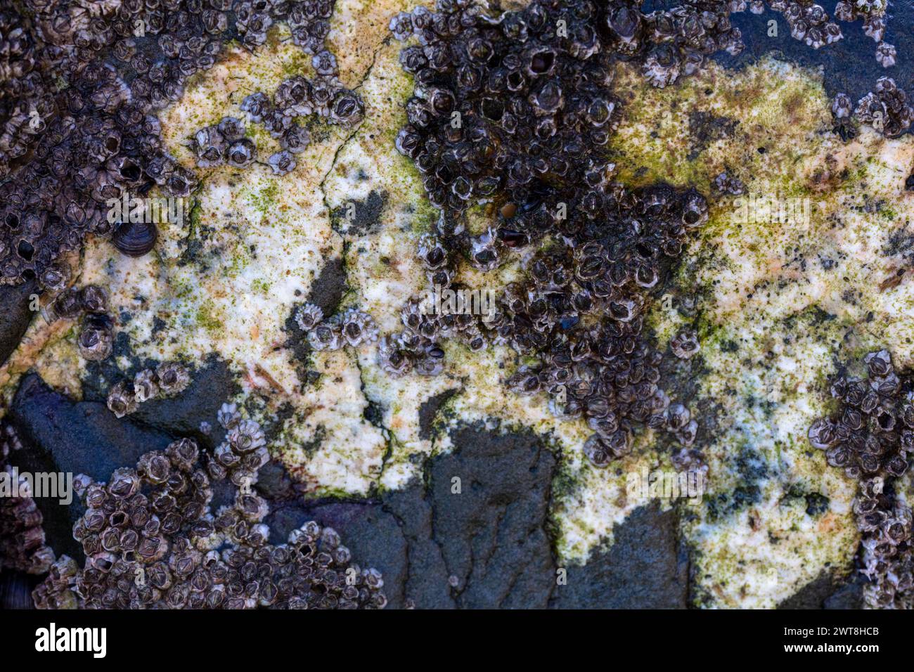 Colonies of barnacles lead sedate lives, never moving, on the intertidal zone of our United Kingdom marine landscape, forming artistic patterns Stock Photo