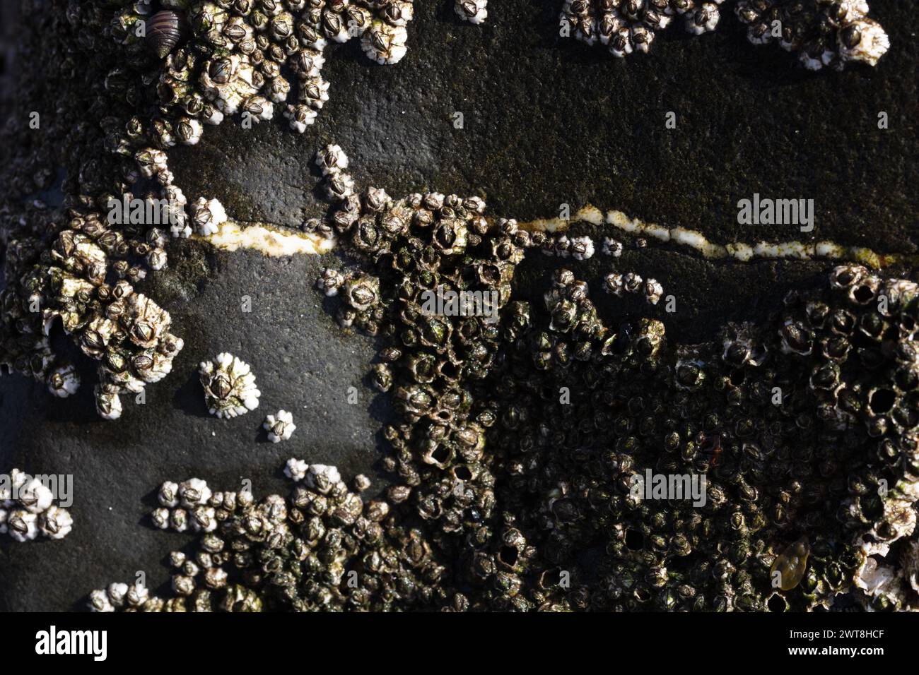 Colonies of barnacles lead sedate lives, never moving, on the intertidal zone of our United Kingdom marine landscape, forming artistic patterns Stock Photo
