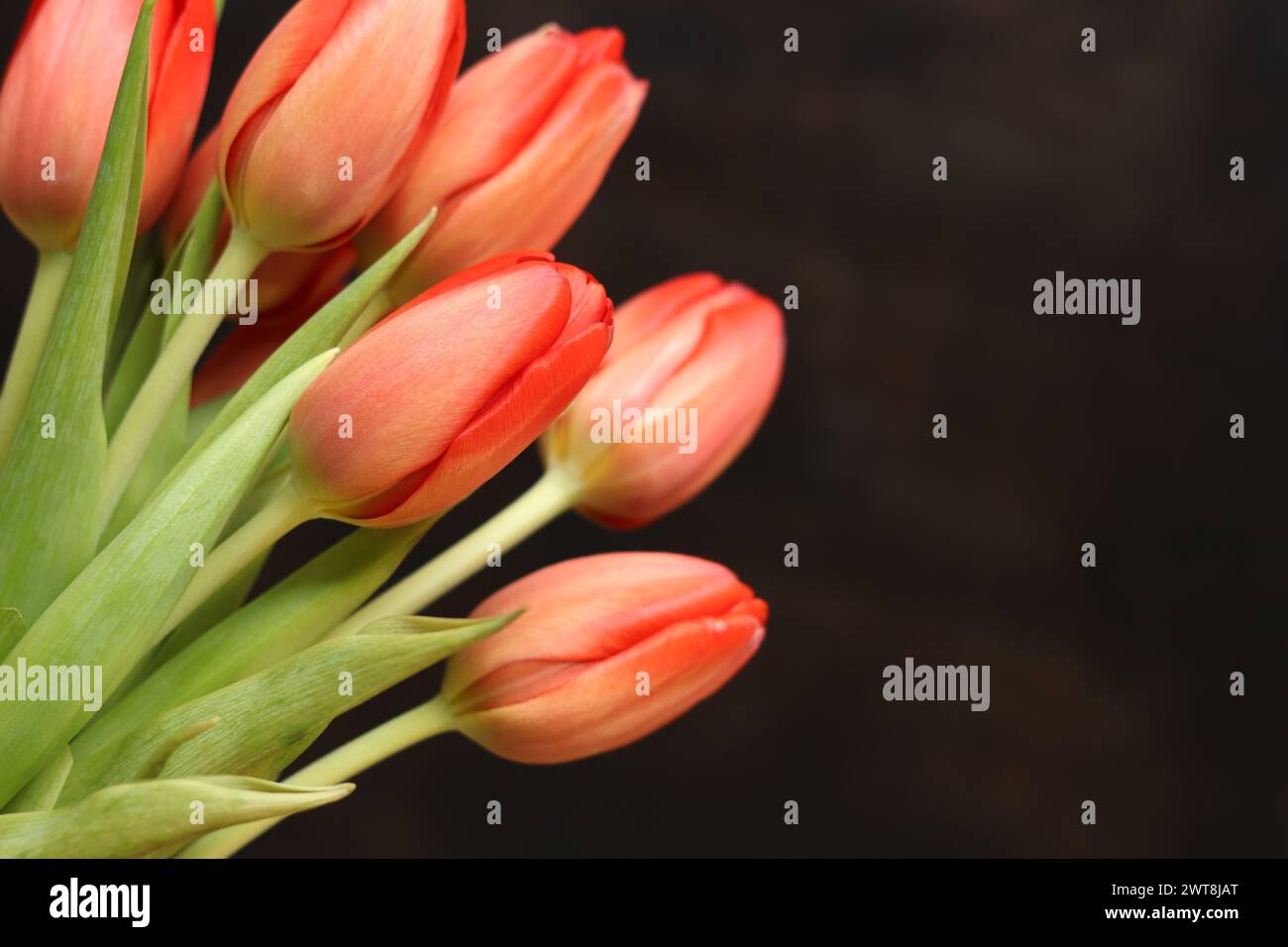 Bouquet of pink tulips on a dark wooden background. Bouquet of flowers with selective focus. Tulips with copy space. Mother's Day, Easter, Valentine's Stock Photo