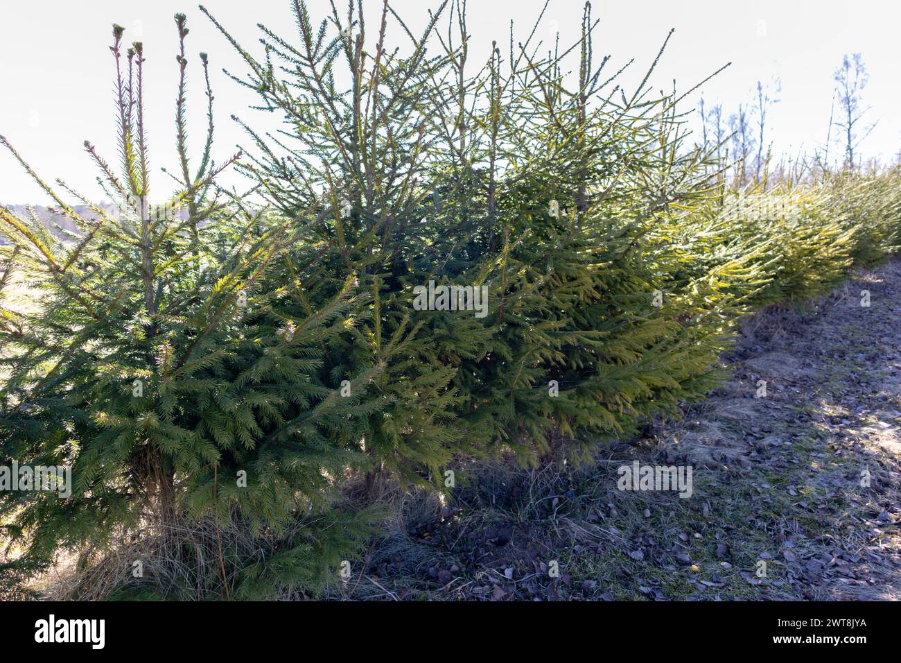 A stand of young spruces was planted to create a fence Stock Photo