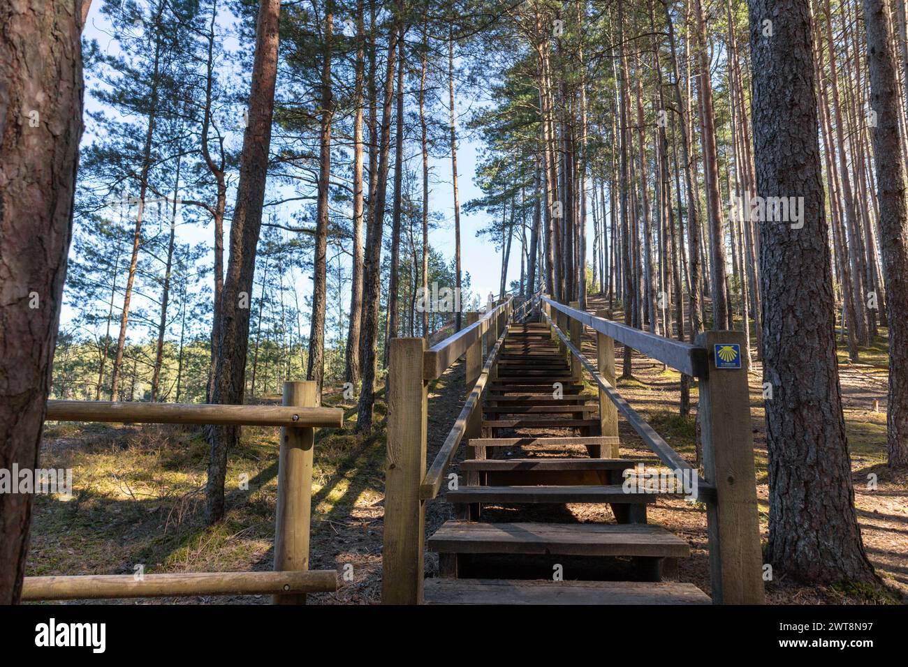 Wooden plank steps on a forest walking path Stock Photo