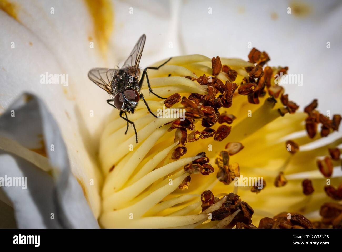 A macro photograph of a fly on flower stamen Stock Photo