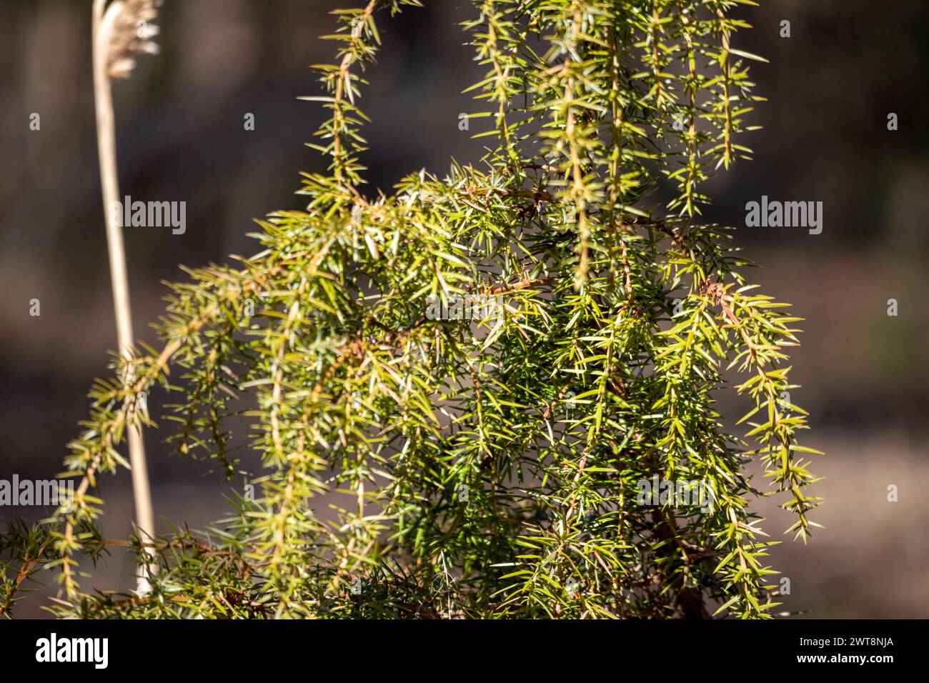 Green juniper branch bouquet on a green background Stock Photo