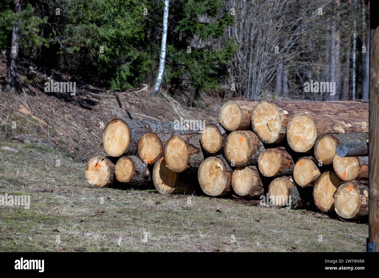 Sawn logs are stacked in a chup to be taken away Stock Photo