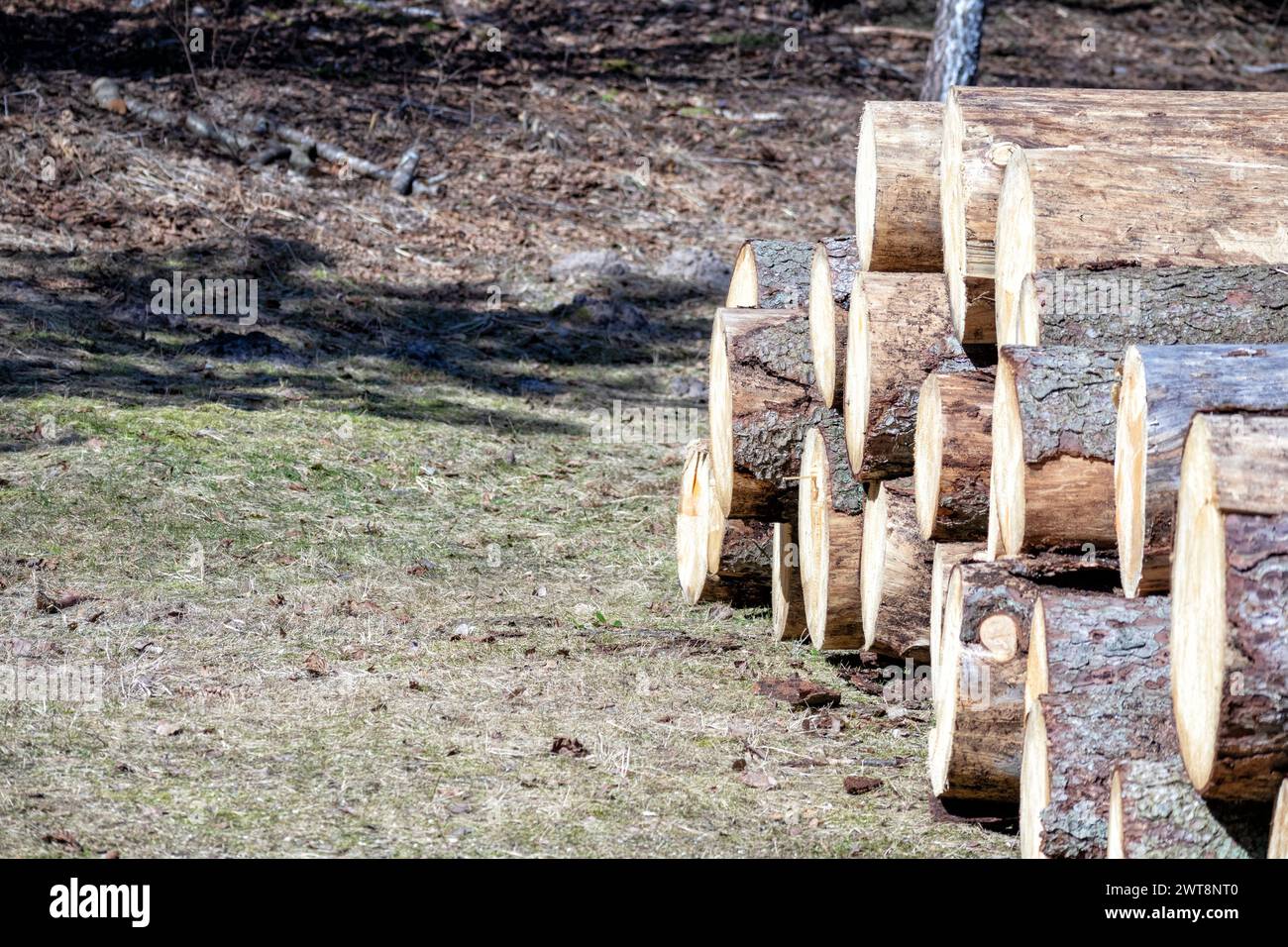 Sawn logs are stacked in a chup to be taken away Stock Photo
