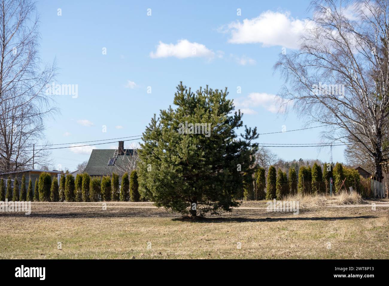 One pine tree in the middle of the yard with a row of small trees in the background Stock Photo