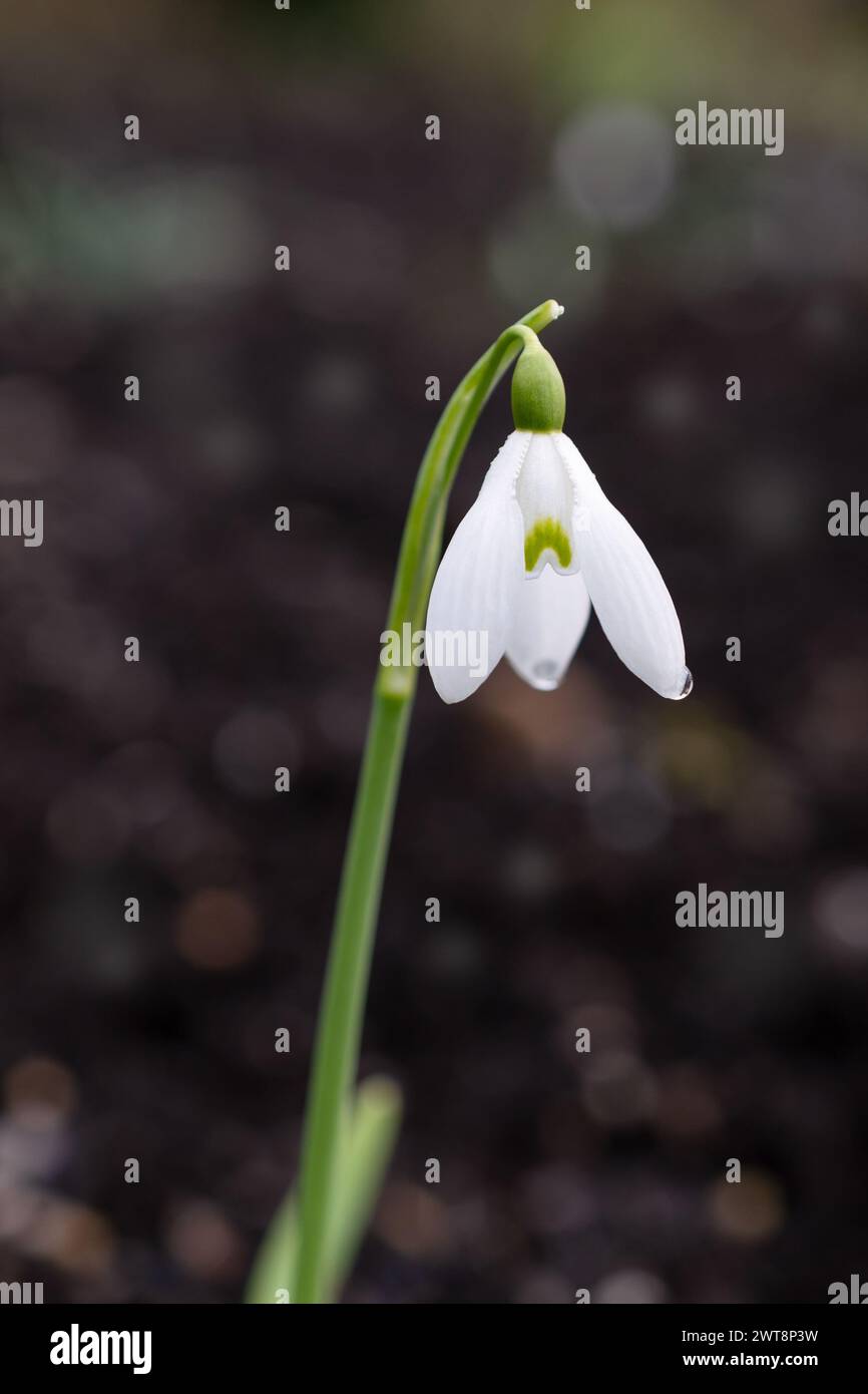 Snowdrop Galanthus 'Brenda Troyle' Stock Photo