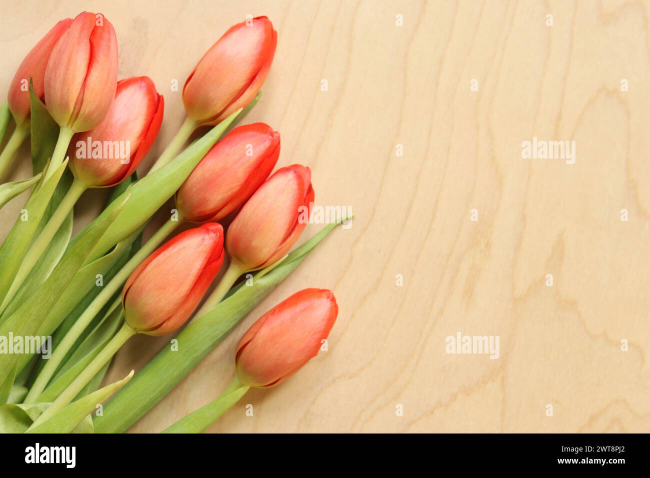 Bouquet of pink tulips on a light wooden background, top view. Flowers for banners and cards. Bouquet of flowers with selective focus. Tulips on a woo Stock Photo
