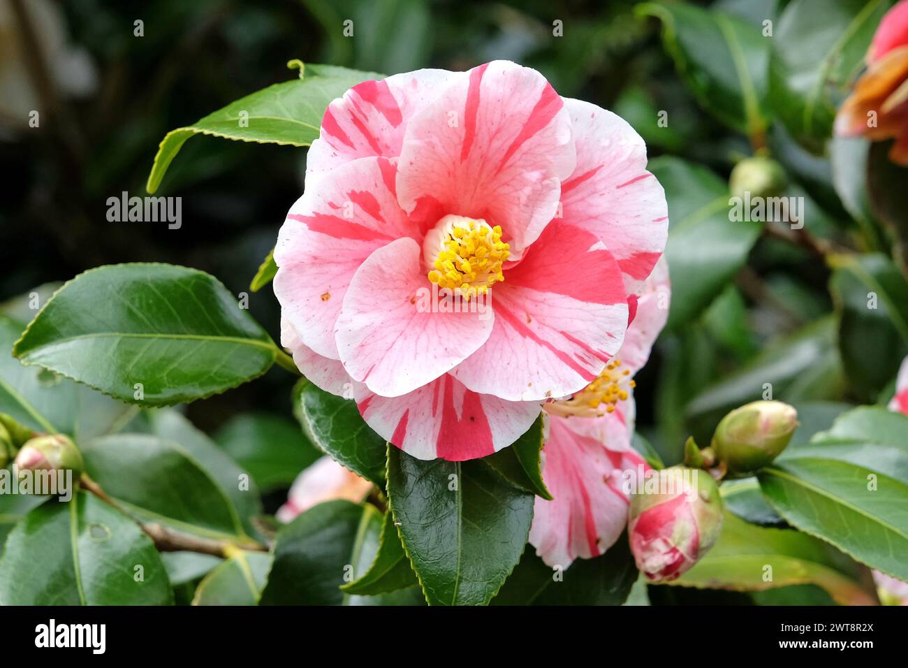Red and white variegated striped Camellia japonica ÔLady VansittartÕ in ...