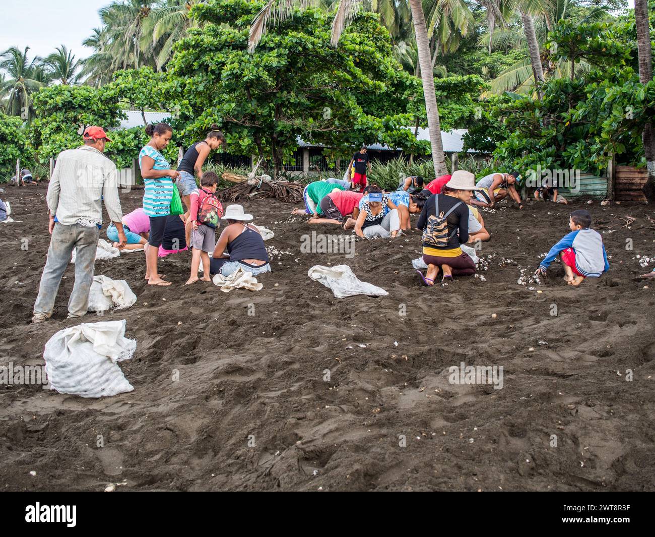 Residents of Ostional Village Costa Rica gathering Olive Ridley sea ...