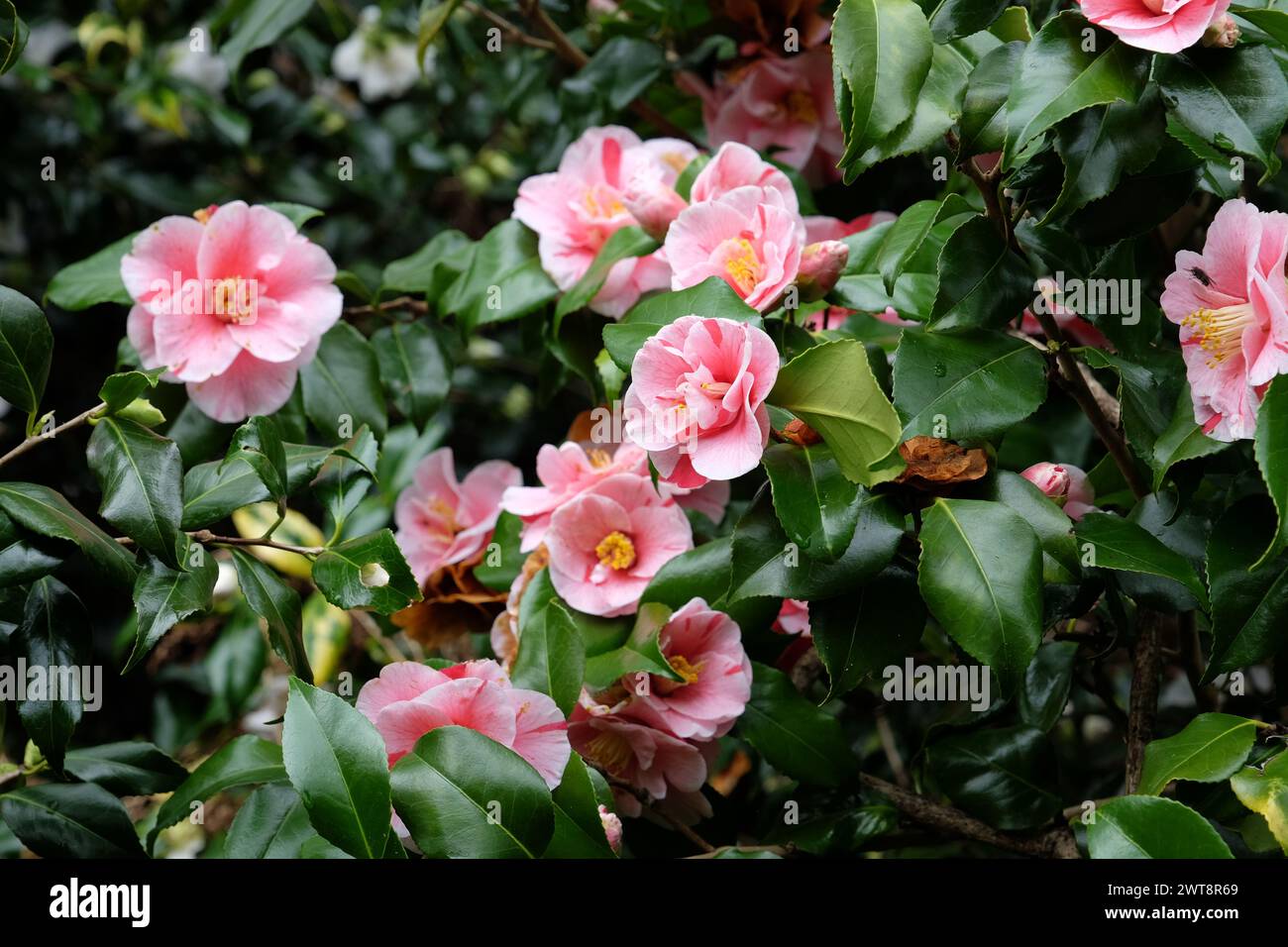 Red and white variegated striped Camellia japonica ÔLady VansittartÕ in ...