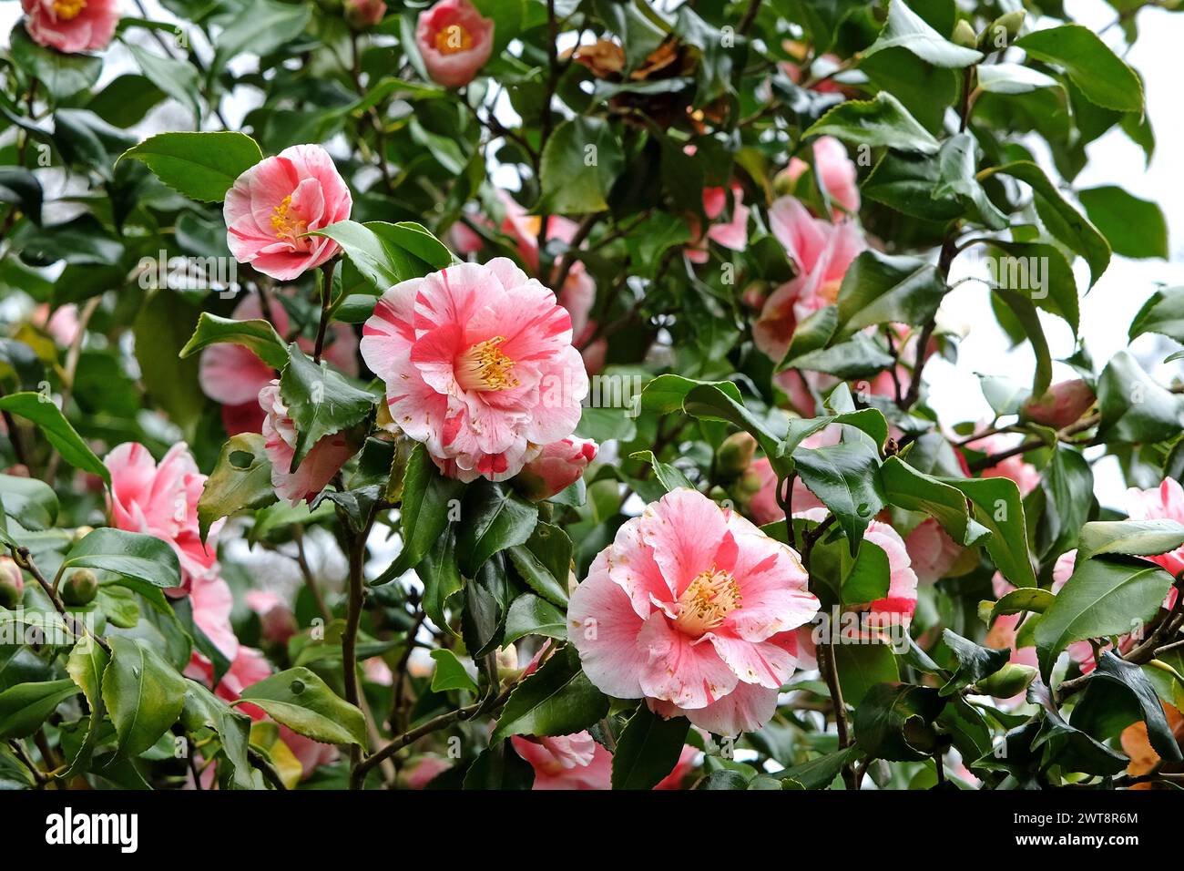 Red and white variegated striped Camellia japonica ÔLady VansittartÕ in ...