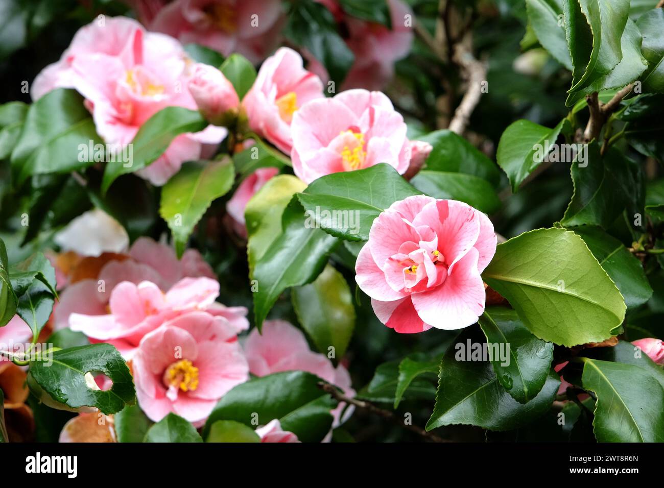 Red and white variegated striped Camellia japonica ÔLady VansittartÕ in ...