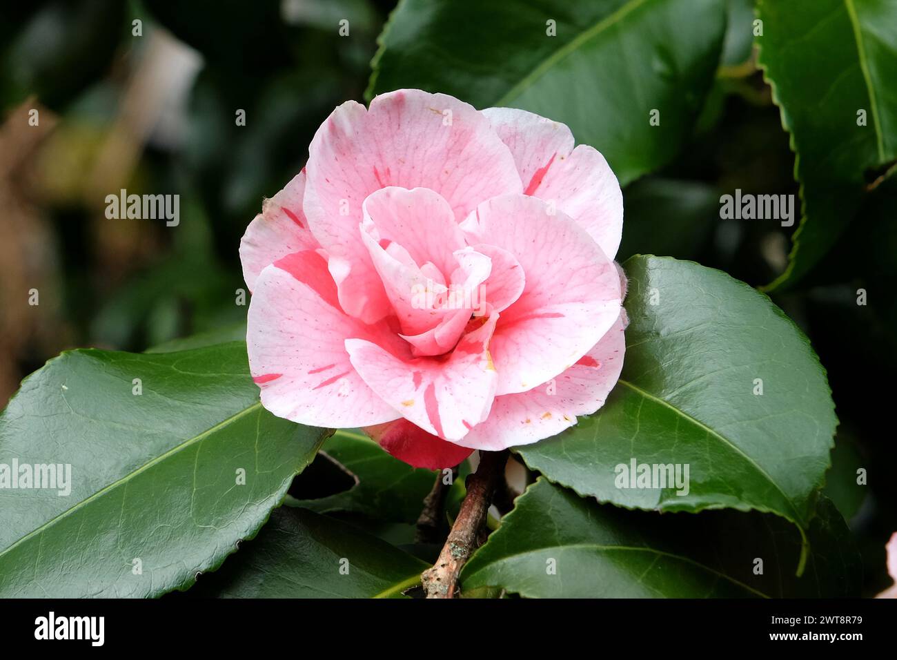 Red and white variegated striped Camellia japonica ÔLady VansittartÕ in ...