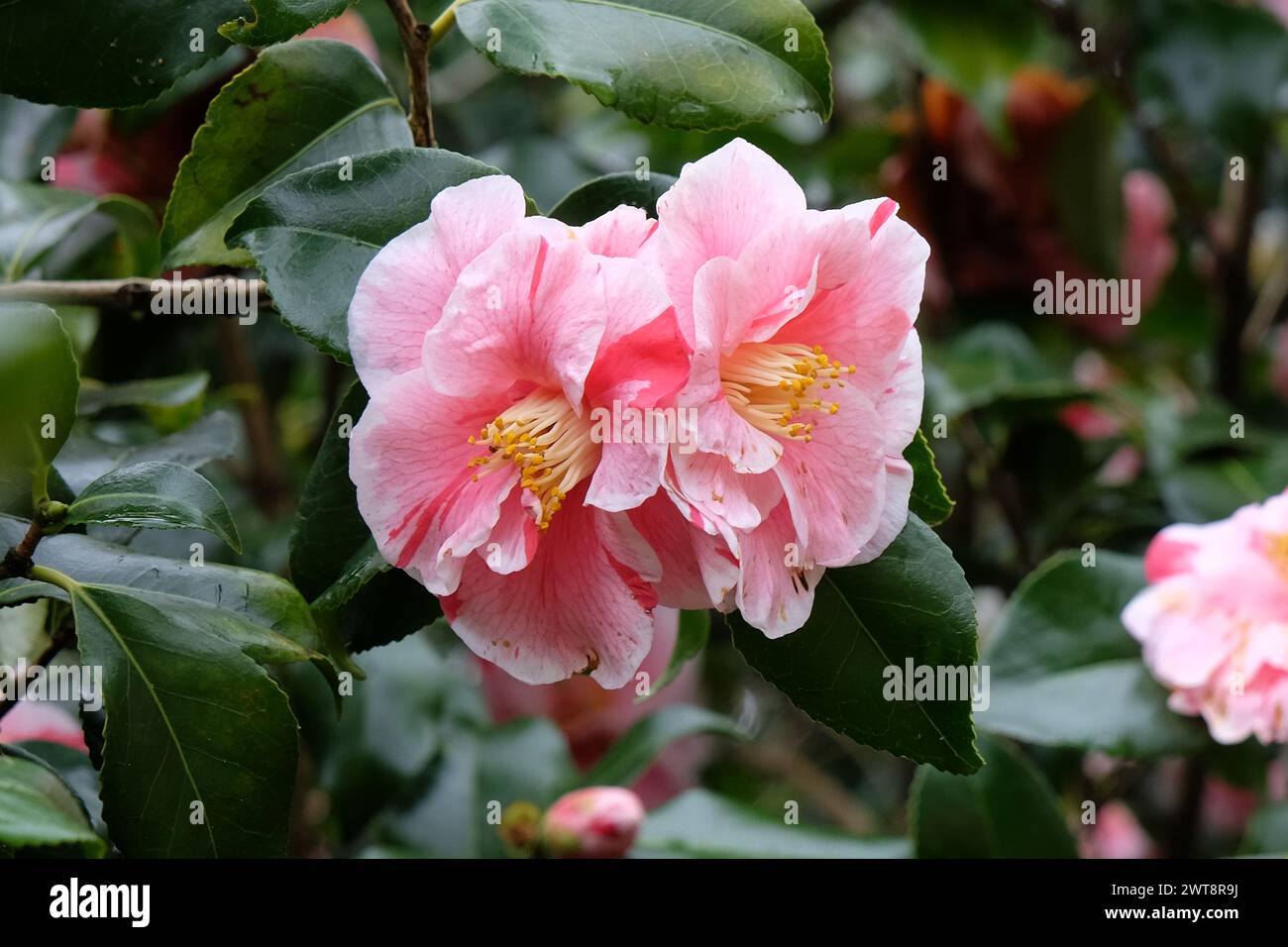 Red and white variegated striped Camellia japonica ÔLady VansittartÕ in ...
