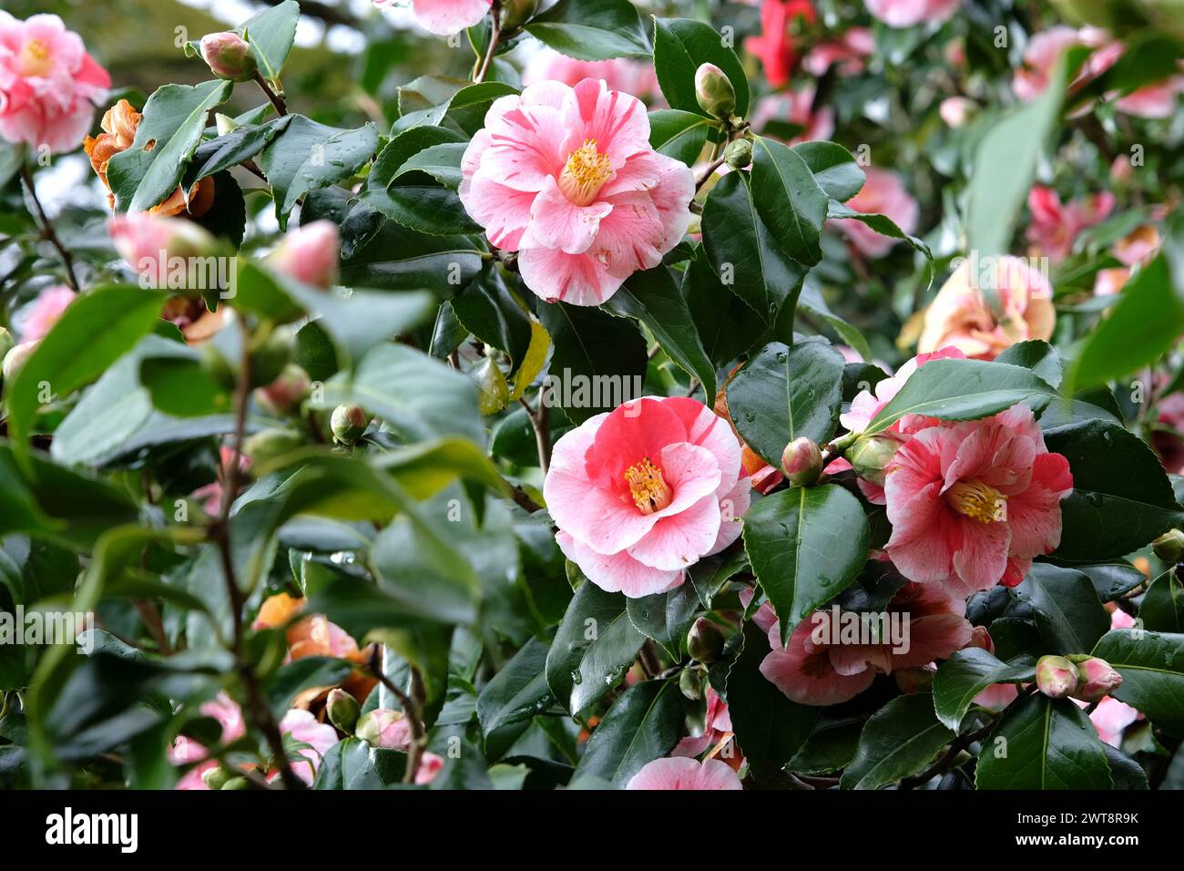 Red and white variegated striped Camellia japonica ÔLady VansittartÕ in ...