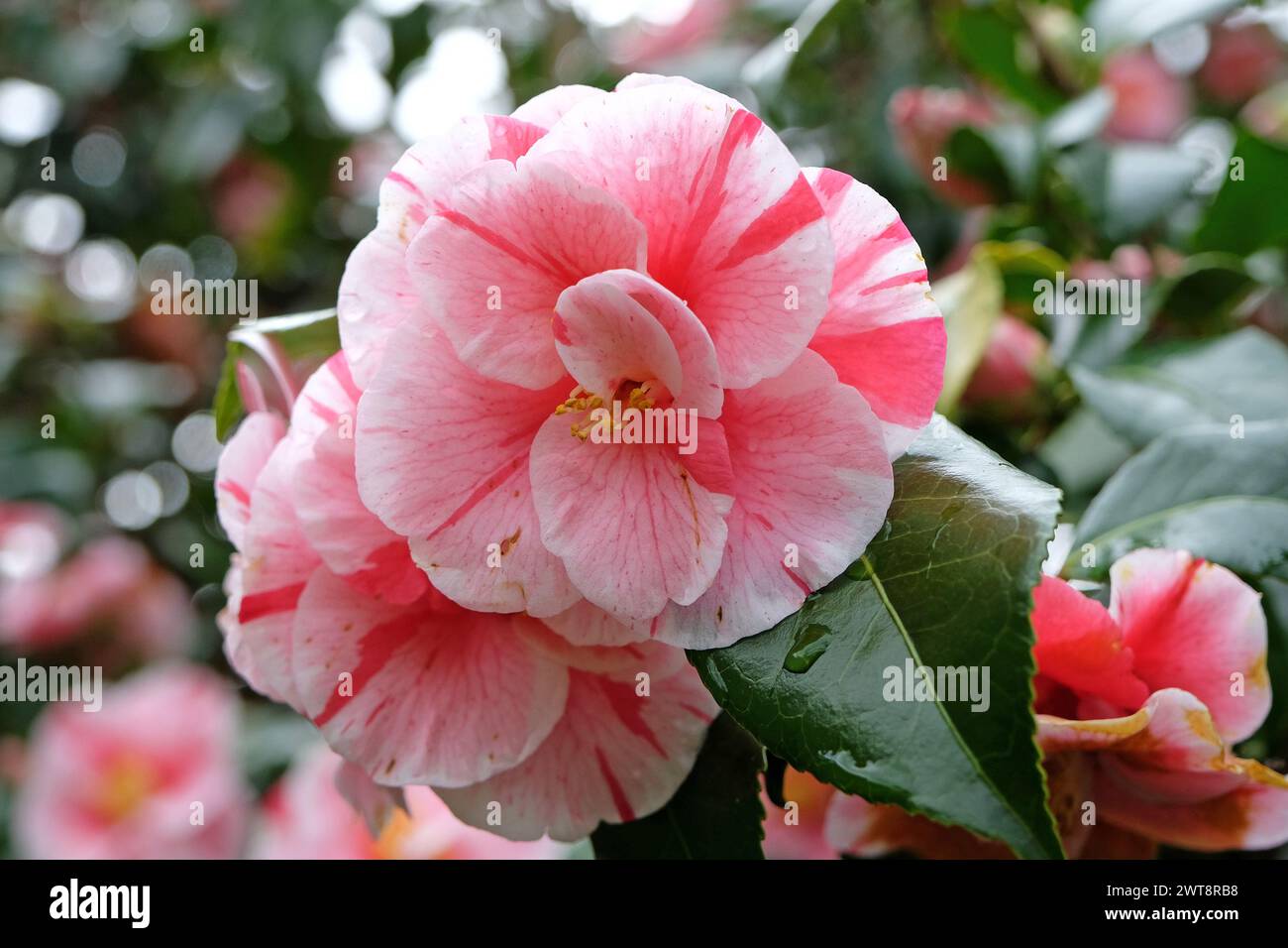 Red and white variegated striped Camellia japonica ÔLady VansittartÕ in flower. Stock Photo