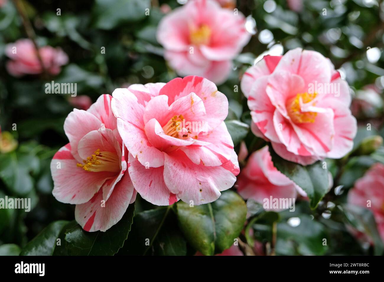 Red and white variegated striped Camellia japonica ÔLady VansittartÕ in ...