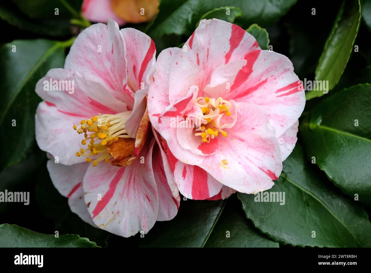 Red and white variegated striped Camellia japonica ÔLady VansittartÕ in ...